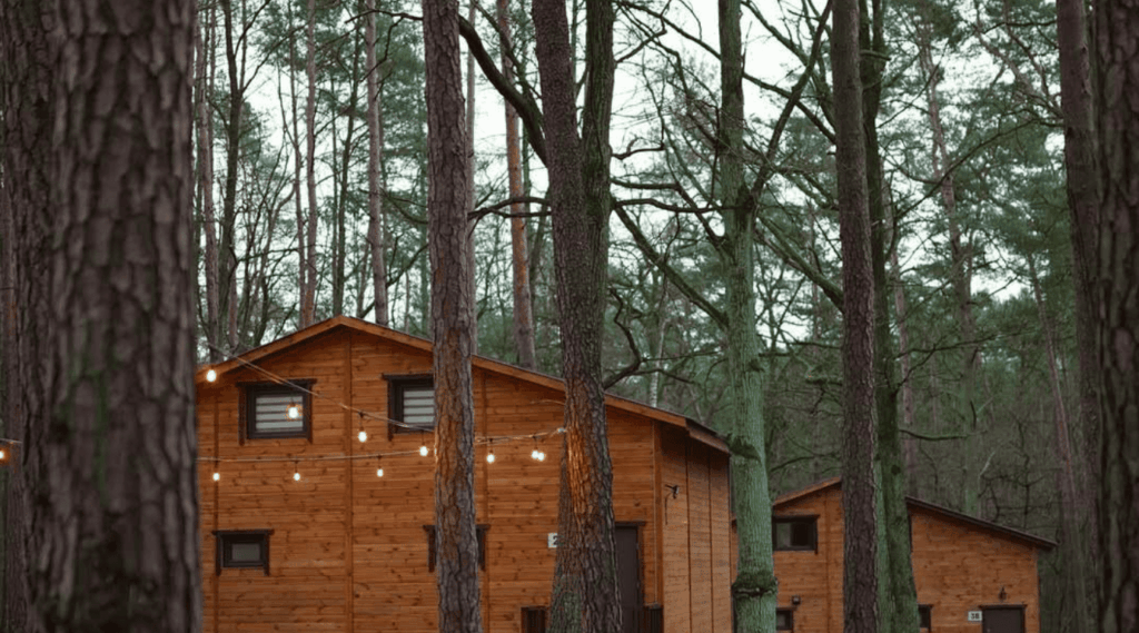 Wooden forest cabins surrounded by tall trees and string lights.